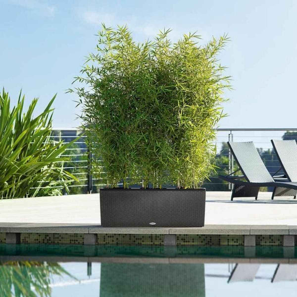 Vaso Lechuza 100 x 32 x 34 cm Plastica Rettangolare