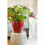 Vaso Lechuza Rosso polipropilene Rotondo