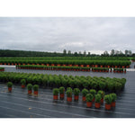 V3H4BAF08E9131E6AD1E556206BBE06946FR7001966P2