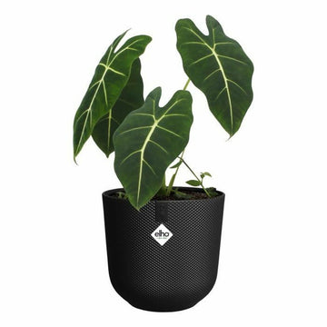 Vaso Elho