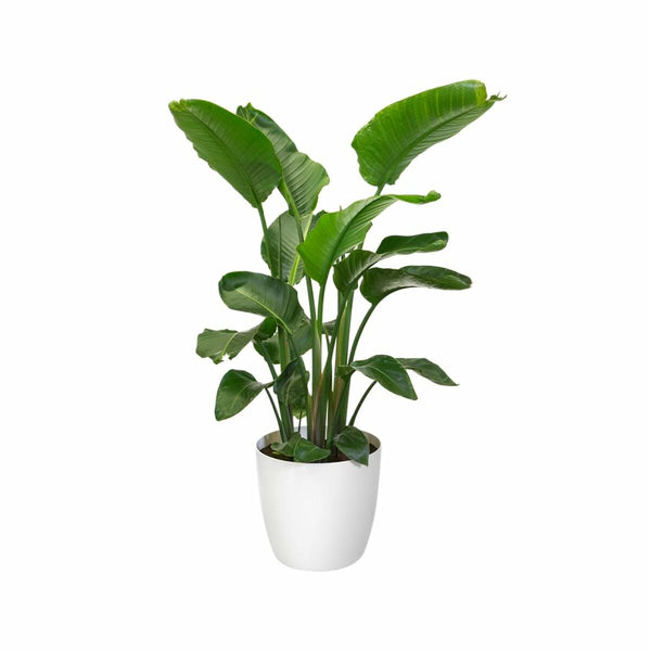 V3H932E881F6981876A65FAE0D523A40B22R6746323P10