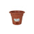 Vaso con Piatto Dem Greentime Marrone 20 x 20 x 16 cm (12 Unità) - Augustea Shop