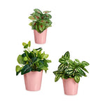 Set di Vasi Ibergarden LINCE PQ - 3015 Rosa Argilla (6 Unità) - Augustea Shop