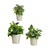 Set di Vasi Ibergarden LINCE PQ - 7044 Grigio Argilla (6 Unità) - Augustea Shop
