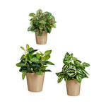 Set di Vasi Ibergarden LINCE PQ - TOPO Beige Argilla (6 Unità) - Augustea Shop