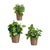 Set di Vasi Ibergarden LINCE PQ - 7006 Taupé Argilla (6 Unità) - Augustea Shop