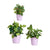 Set di Vasi Ibergarden LINCE PQ - SMC Lilla Argilla (6 Unità) - Augustea Shop
