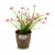 Vaso Stefanplast Marrone Plastica 14 x 13 x 14 cm (12 Unità) - Augustea Shop