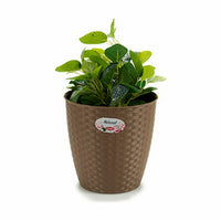 Vaso Stefanplast Marrone Plastica 24 x 22,5 x 24 cm (6 Unità) - Augustea Shop