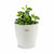 Vaso Stefanplast Bianco Plastica 29 x 27 x 29 cm (6 Unità) - Augustea Shop