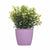 Vaso Stefanplast Academy Plastica 11,3 x 10 x 11,3 cm (60 Unità) - Augustea Shop