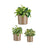 Set di Vasi Ibergarden CILINDRO-7006 Taupé Argilla Cilindro Ø 14 cm Ø 22 cm Ø 17 cm 3 Pezzi - Augustea Shop