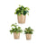 Set di Vasi Ibergarden CONICO-1019 Beige Argilla Cónica Ø 14 cm Ø 22 cm Ø 17 cm 3 Pezzi - Augustea Shop
