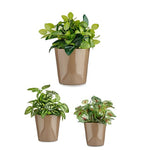 Set di Vasi Ibergarden Cónica Ø 14 cm Ø 22 cm Ø 17 cm Plastica 30 x 40 cm 3 Pezzi (3 Pezzi) - Augustea Shop