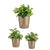 Set di Vasi Ibergarden Cónica Ø 14 cm Ø 22 cm Ø 17 cm Plastica 30 x 40 cm 3 Pezzi (3 Pezzi) - Augustea Shop